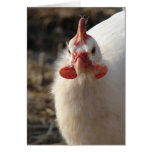 White Guinea Fowl cards