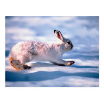 White Hare Post Cards
