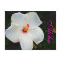 White Hawaii Hibiscus postcards