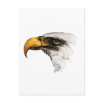 White headed Bald Eagle Post Card