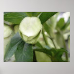 White Hellebore Flower Bud posters