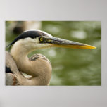 White Heron posters