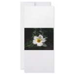 White hibiscus flower red centre dark background rack cards