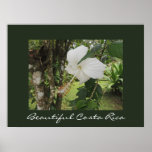 White Hibiscus in Costa Rica- with Border Print