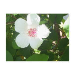 White Hibiscus Postcard