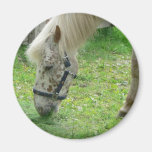 White Horse Close Up Fridge Magnets