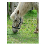 White Horse Close Up Postcard