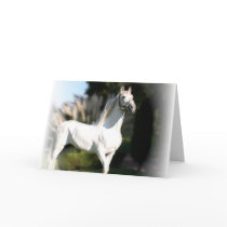 White Horse Greeting Card