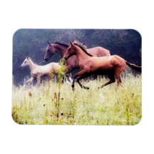 White Horse Head Rectangle Magnets