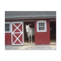 White Horse In Red Bard Postcard