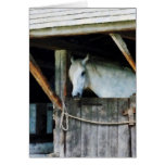 White Horse in Stable Greeting Cards