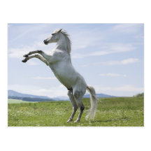 white horse jumping on meadow post card