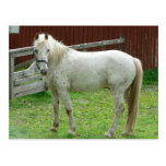 White Horse Post Cards