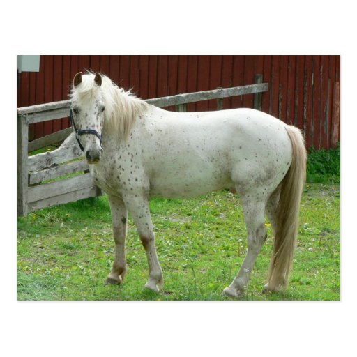 White Horse Post Cards