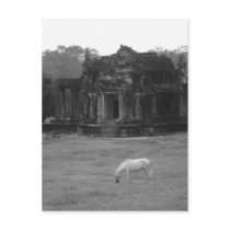 White Horse Post Cards