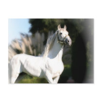 White Horse Postcard