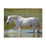 WHITE HORSE POSTCARD