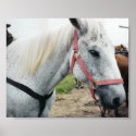white horse posters
