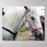 white horse posters