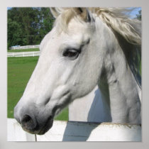 White Horse Poster Print