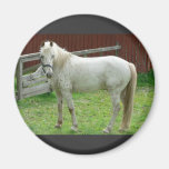 White Horse Refrigerator Magnets