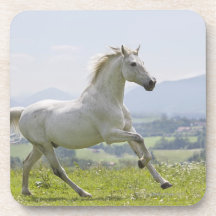 white horse running on meadow beverage coaster