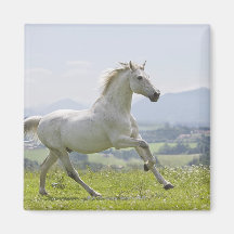 white horse running on meadow fridge magnet