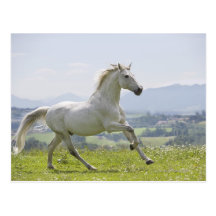 white horse running on meadow post cards