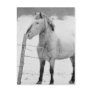 White Horse Winter Post Card