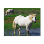 WHITE HORSES POST CARD