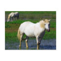 WHITE HORSES postcards