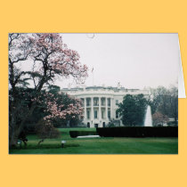 White House with Cherry Blossoms  cards