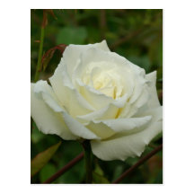 White Hybrid Tea 'Mrs. Herbert Stevens' Rose Postcard