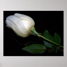 White Hybrid Tea Rose Poster