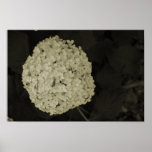 White Hydrangea bush white and black canvas print