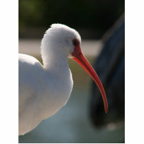 White ibis head picture , orange beak bird acrylic cut outs