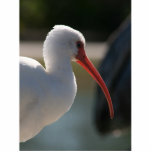 White ibis head picture , orange beak bird photo sculptures