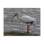 White Ibis Postcards