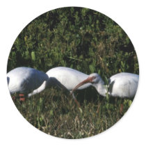 White Ibis Round Sticker