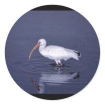White Ibis Round Stickers