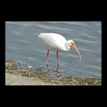 WHITE IBUS (Eudocimus albus) posters