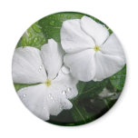 White Impatiens Flowers Refrigerator Magnet