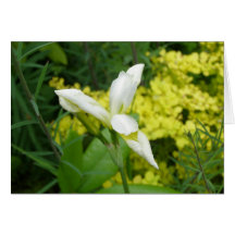 White Iris Card