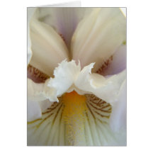 White Iris Card