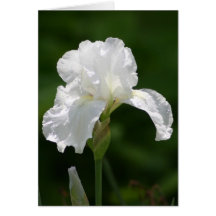 White Iris Greeting Cards