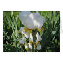 White Iris Greeting Greeting Cards