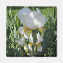 White Iris Mgnet Magnet