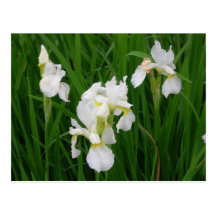 white iris post cards
