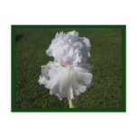 White Iris