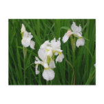 white iris post cards